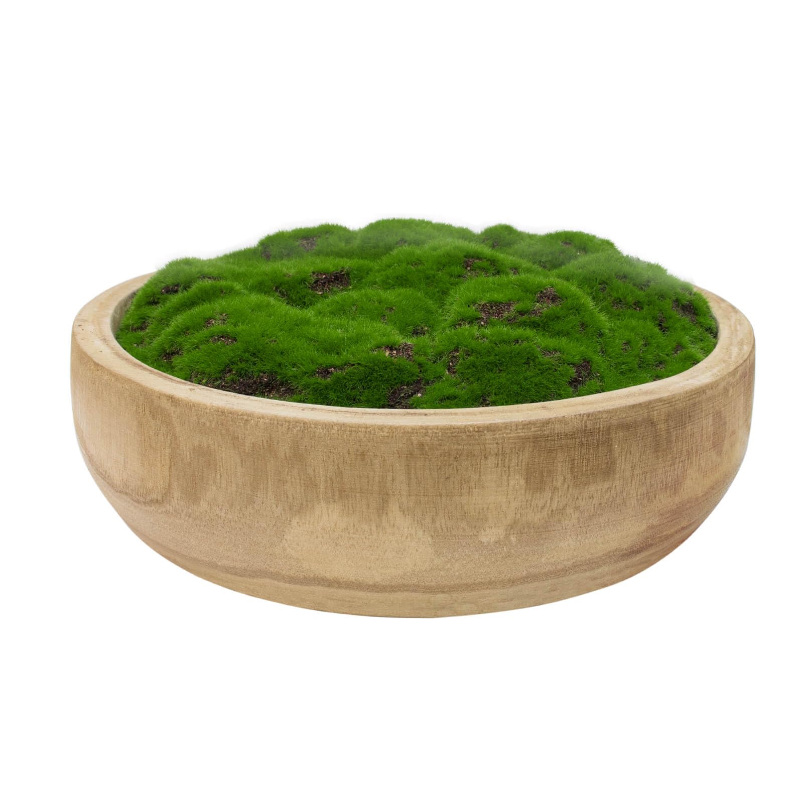 Green moss in a round wooden bowl on white background, natural home decor